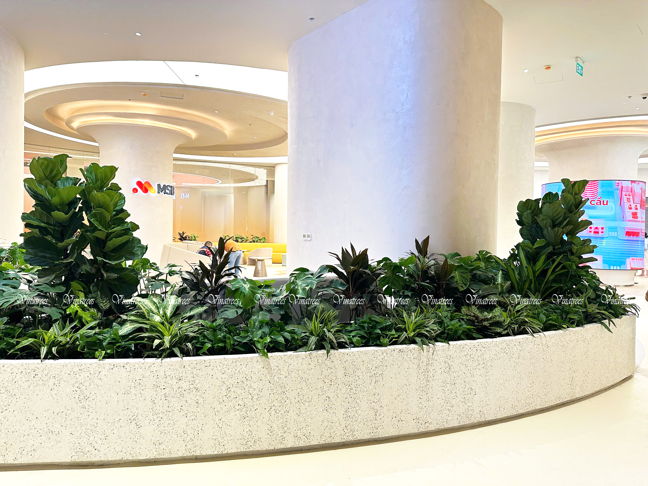 Vinatrees thiết kế cây xanh văn phòng cho ngân hàng MSB